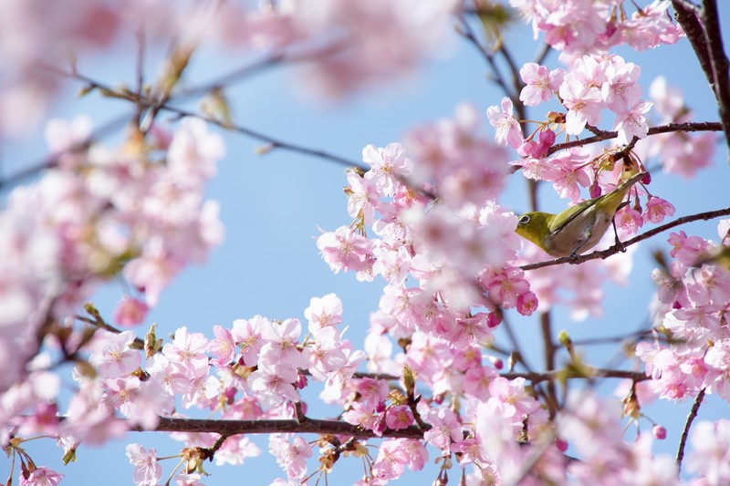 /Users/araoshogo/Downloads/zubotty2045DSC_4645_TP_V4.jpg